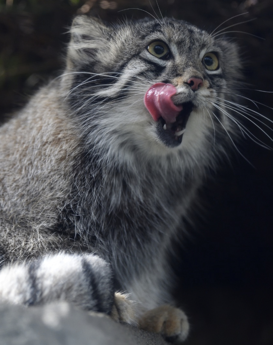 兔狲 胖狲吐舌头特辑~~感觉狲不同，吐舌头的气质也大不相同【ins：manul_