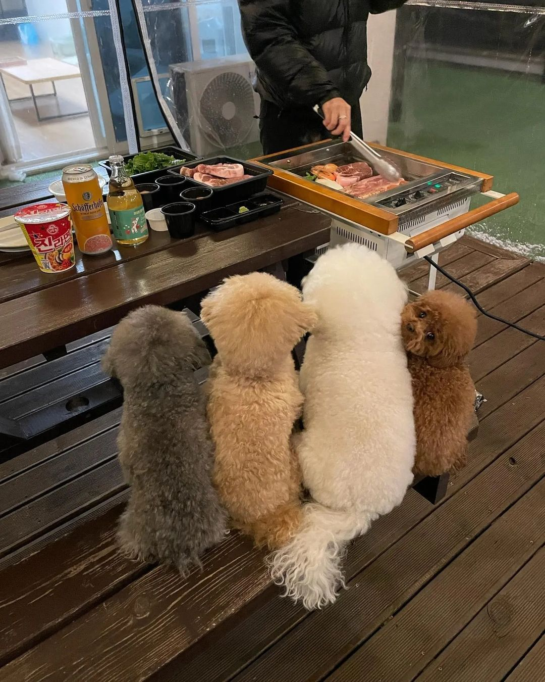 正在排队等待烤肉的小狗 