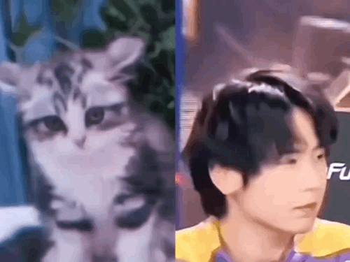 无畏NoFear两只小猫 
