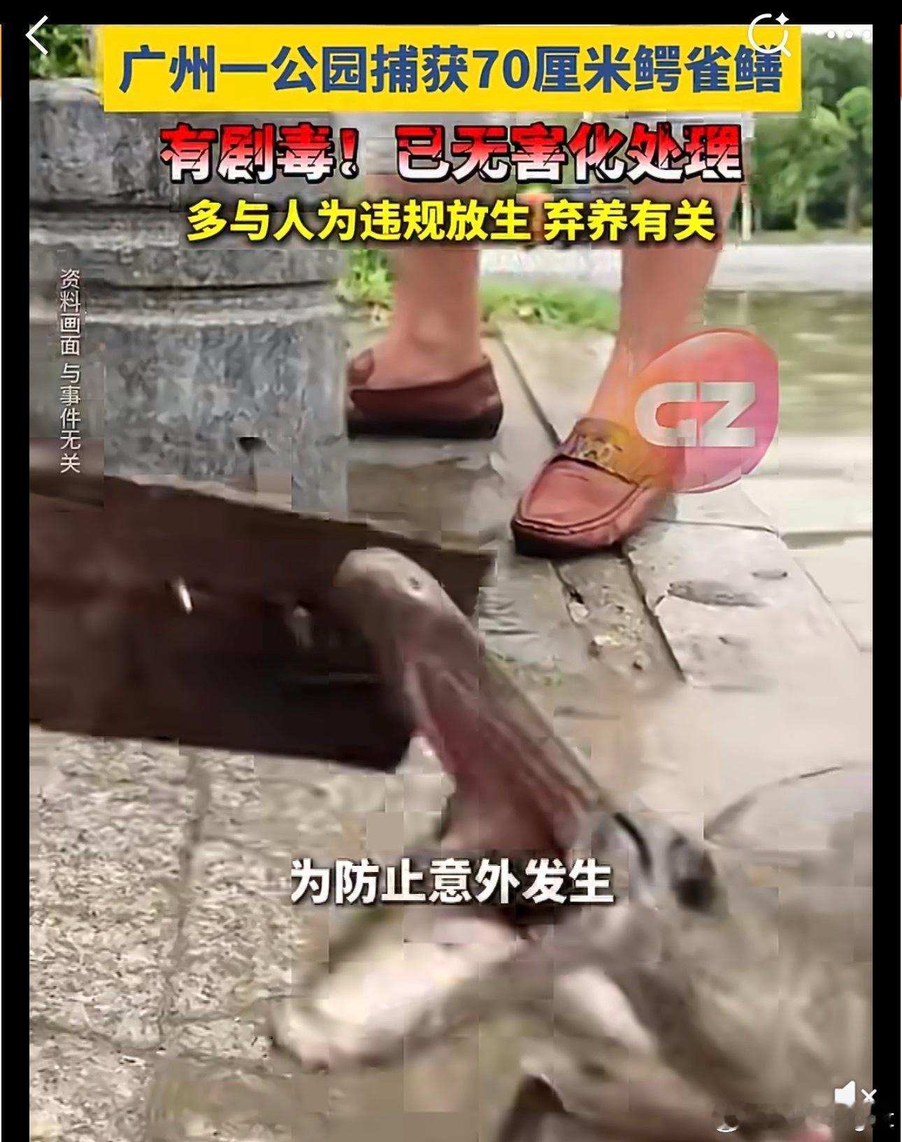 太可怕了，这不是放生，这是在害人。广州一公园现70cm剧毒鳄雀鳝