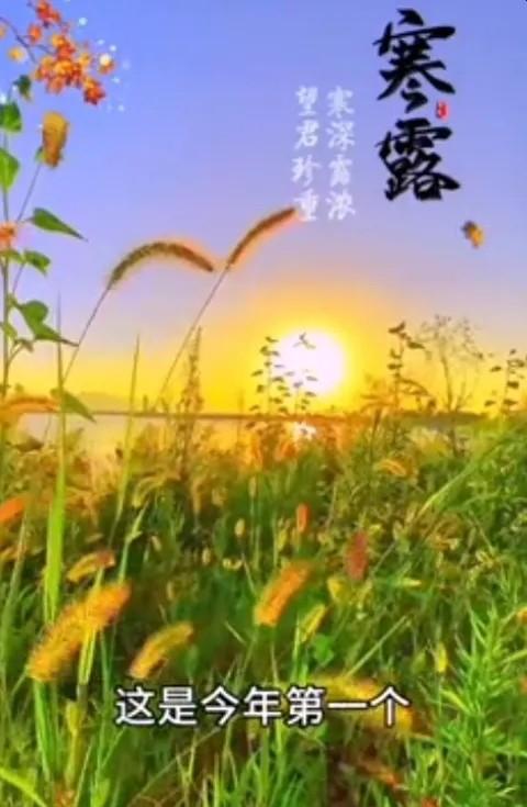 寒露至，霜染枫红，秋菊绽放。愿你在这清冷的秋晨心中充满阳光。秋天是个色彩斑斓的季
