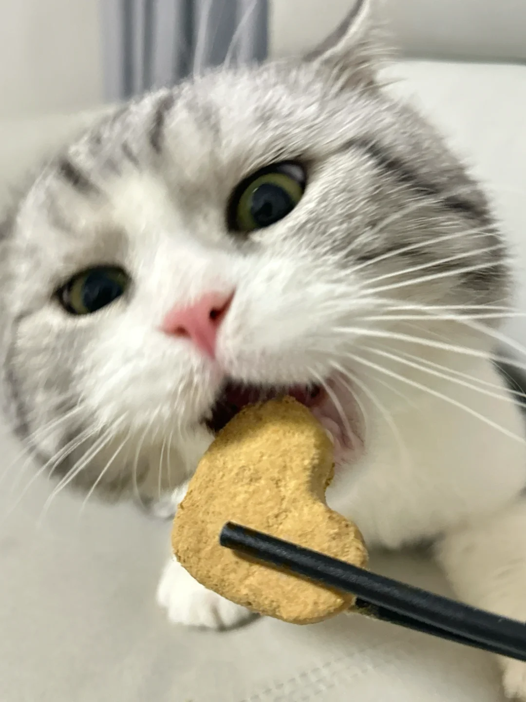 主食猫冻干分享！饭桶要开始干饭啦！
