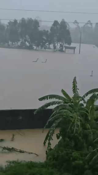 洪水致养蛇场蛇逃出有眼镜蛇难绷…..还有这个东西，这个更恐怖，带毒，致命 深圳·