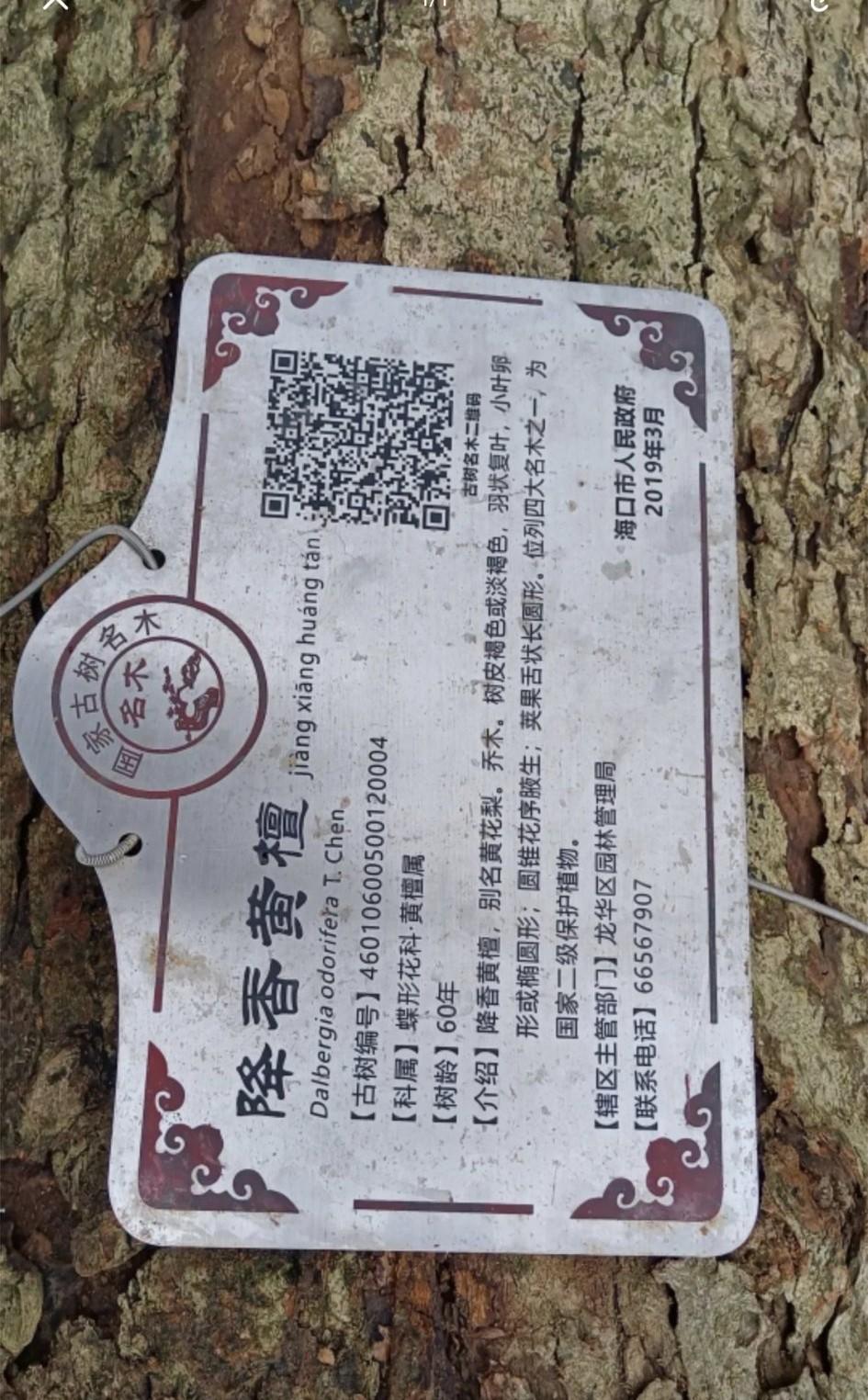 黄花梨（降香黄檀）目前发现，最晚一块由政府部门挂的降香黄檀牌子。
这个问题，主要