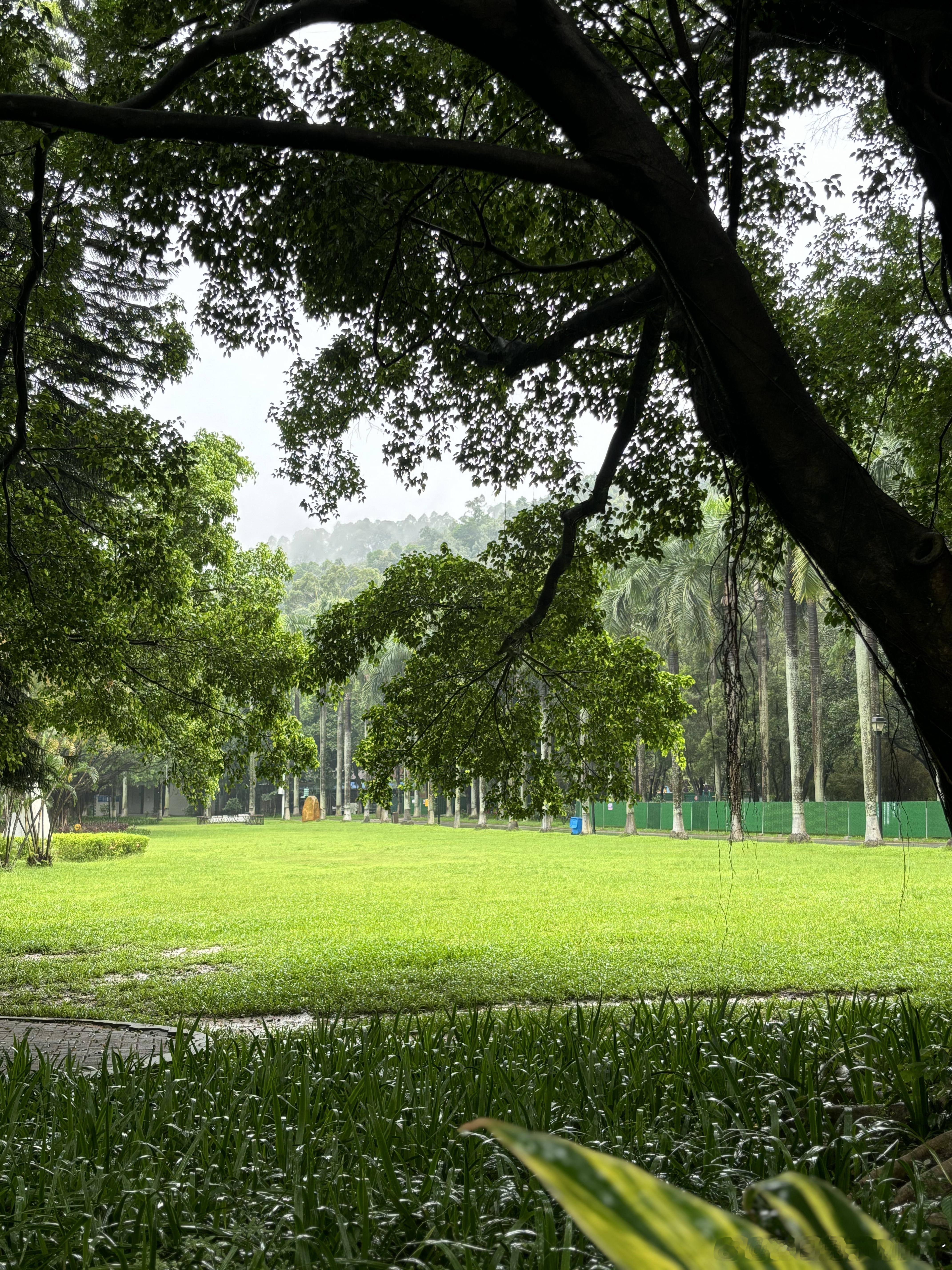 下雨天，草地都变成了好清新的绿色。只要不是狂风暴雨，散步都没问题！     雨一