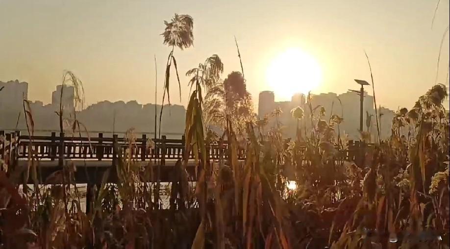 满目枯芦随风摇曳，萧瑟秋景自有万般柔情！深秋落叶景