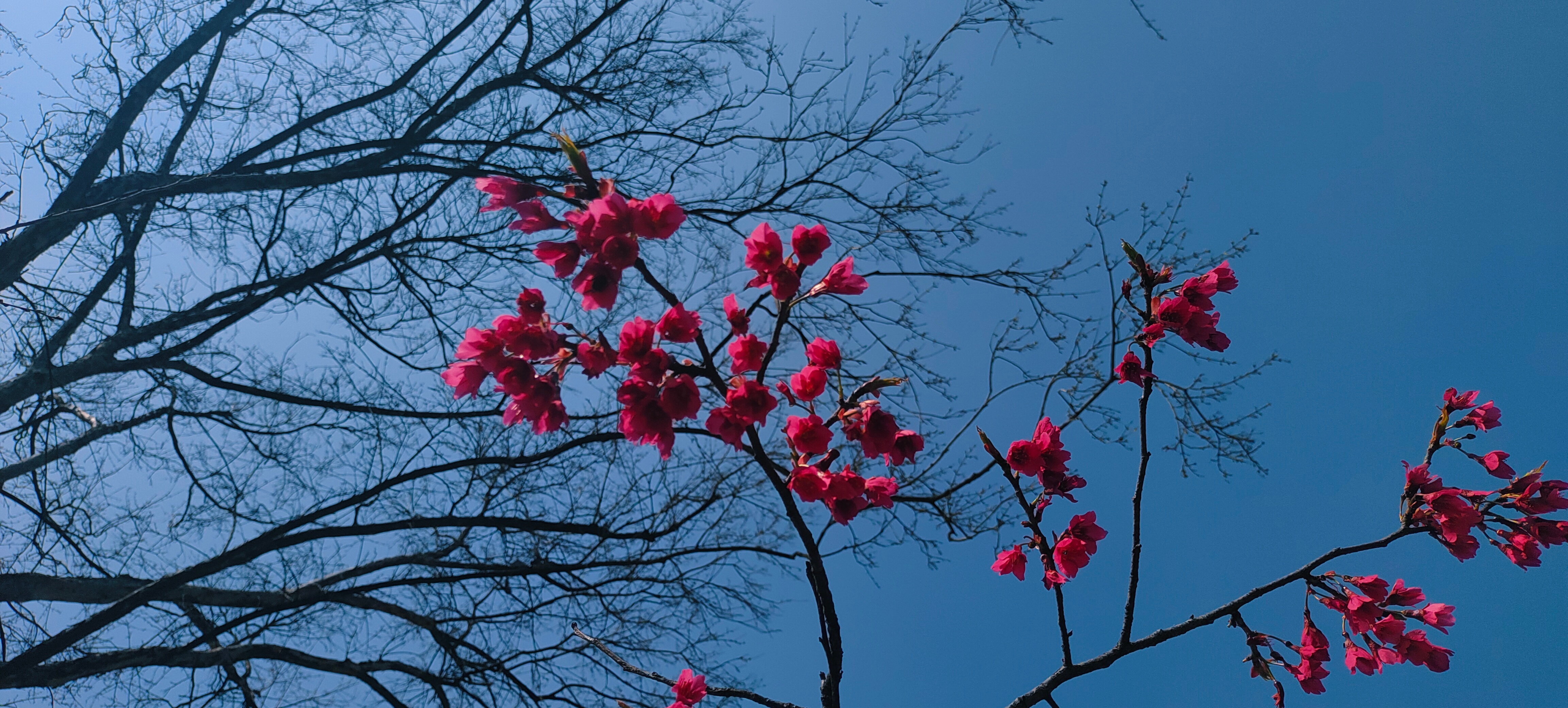 春意盎然，感受一下！ 郑州·郑州市人民公园