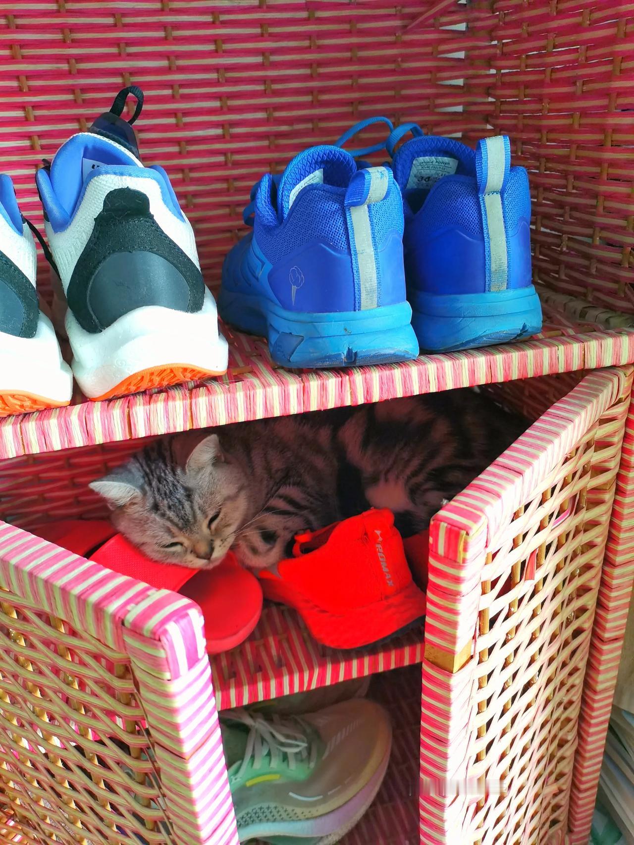 #秋日生活打卡季#
地标潍坊，回到家找猫，叫它它不回答，结果偷着在睡觉，上到鞋上