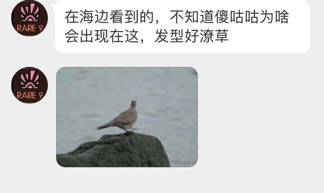 #鸟粉投稿# 在海边溜达的珠颈斑鸠头发都弄湿了！ ​​​