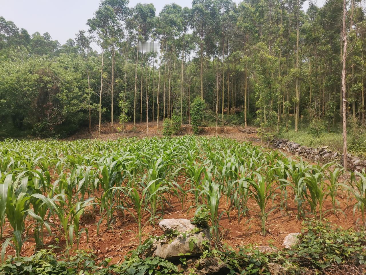 市场监管总局曝光不合格食品！中老年买东西必看！

提醒！市场监管总局最新抽检，曝