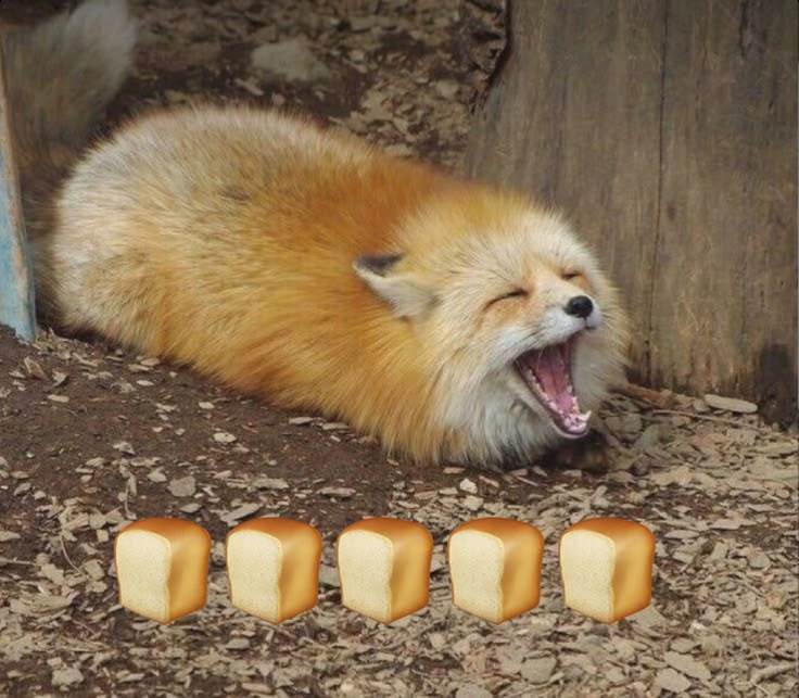 狐狸