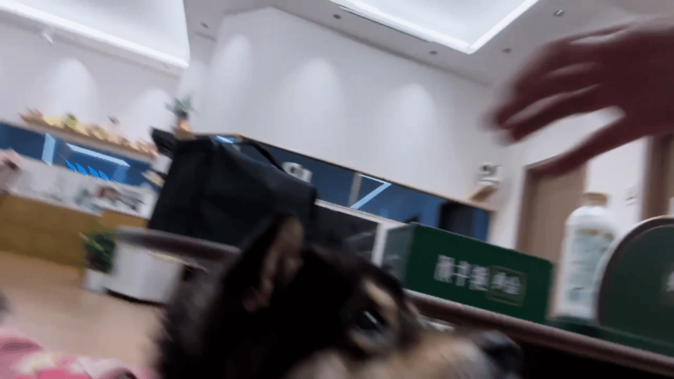 汪峰被周翊然的狗攻略了 谁能拒绝会撒娇的狗狗！周翊然的小茅对汪峰疯狂贴贴，直勾勾