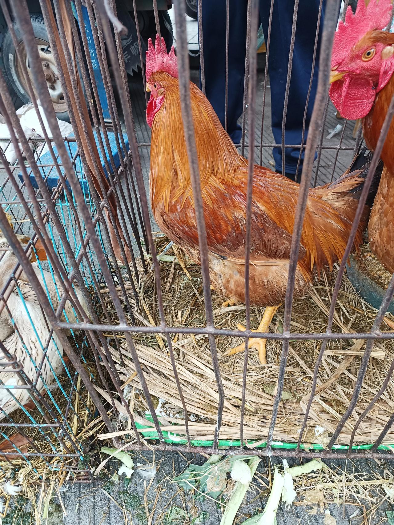 今天在丽水的松阳县买了只鸡，说的是散养的，22块1斤[捂脸]这一只就有快九斤了，