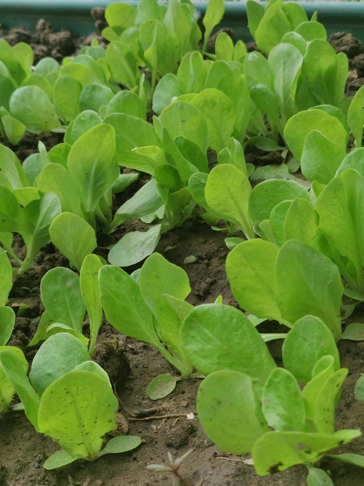 撞见朋友老婆出轨，要不要告诉朋友？

  不要告诉他，除非你想让他妻离子散。
