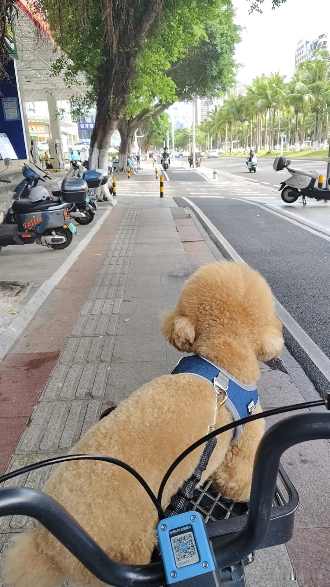 一早晨带着泰迪墩墩出去遛弯，把它放在共享单车车筐里，它瑟瑟发抖。

回到家后，女