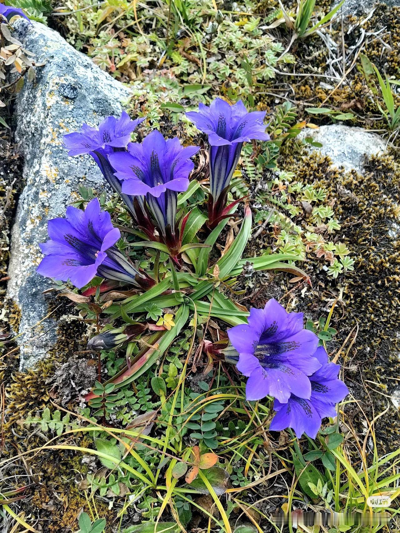 这玩意儿长这样真不是外星来的？
家人们谁懂啊！刚瞅见个玩意儿直接懵了！
叶子摸着