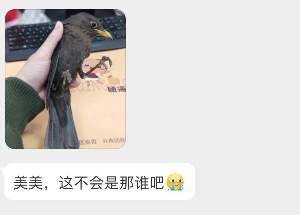 对，人见人爱的【乌鸫】赶紧放喽，鸫宝它呀 最喜欢报恩了😈 ​​​