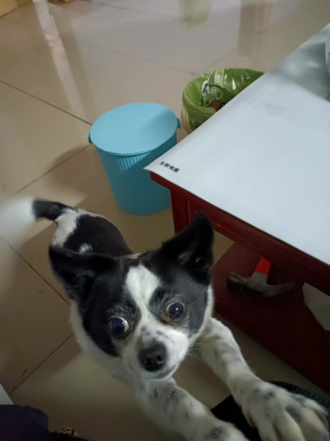 长臂猿伸懒腰 ​​​