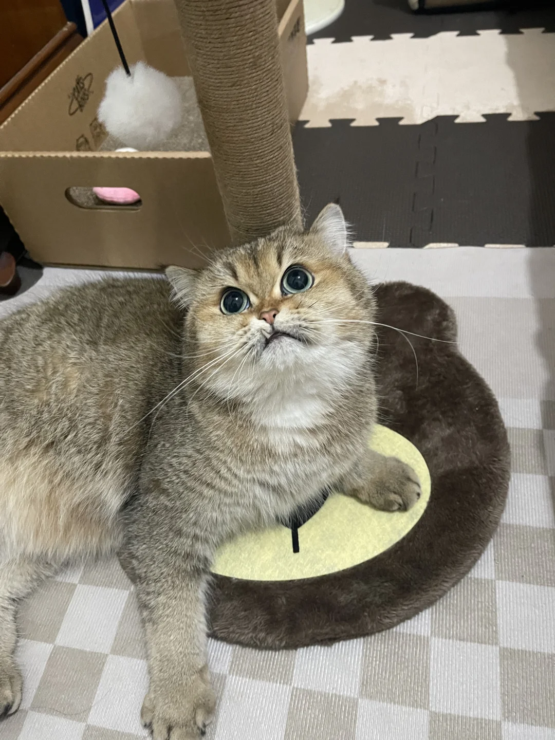 亲测磷虾油猫粮一点都不油腻！而且……