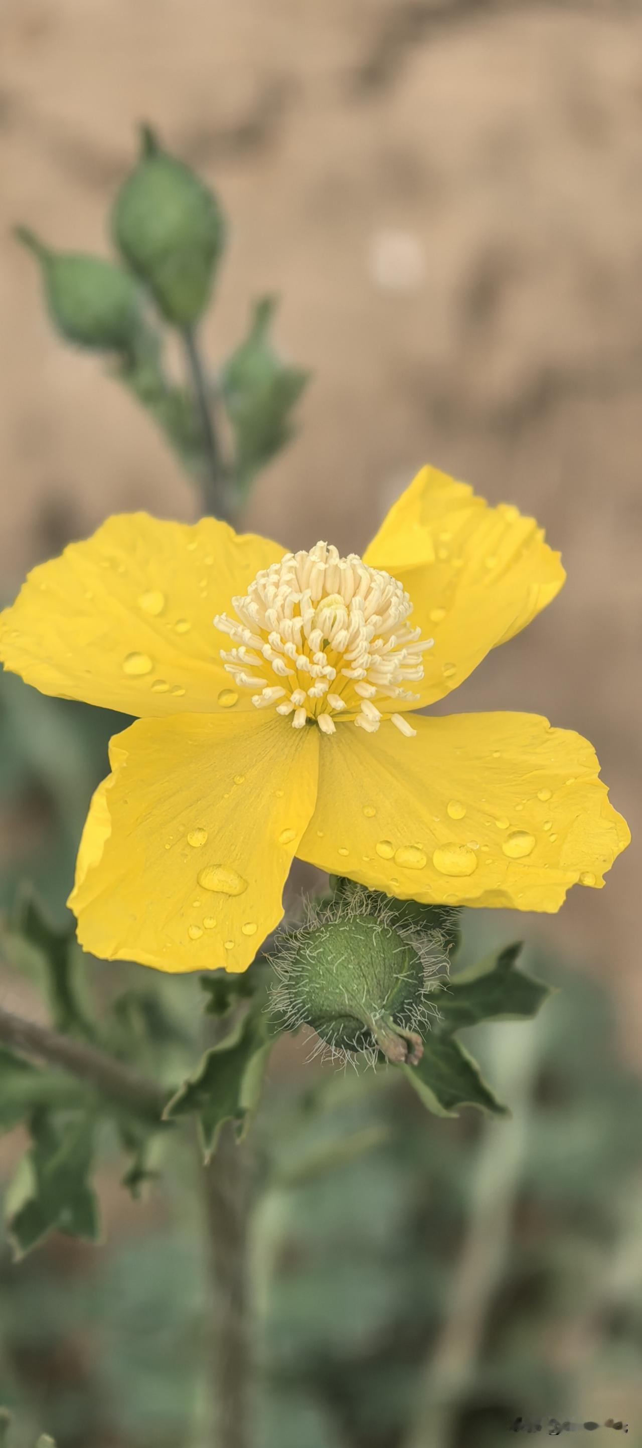 晒图笔记大赛谁知道这是什么野花？