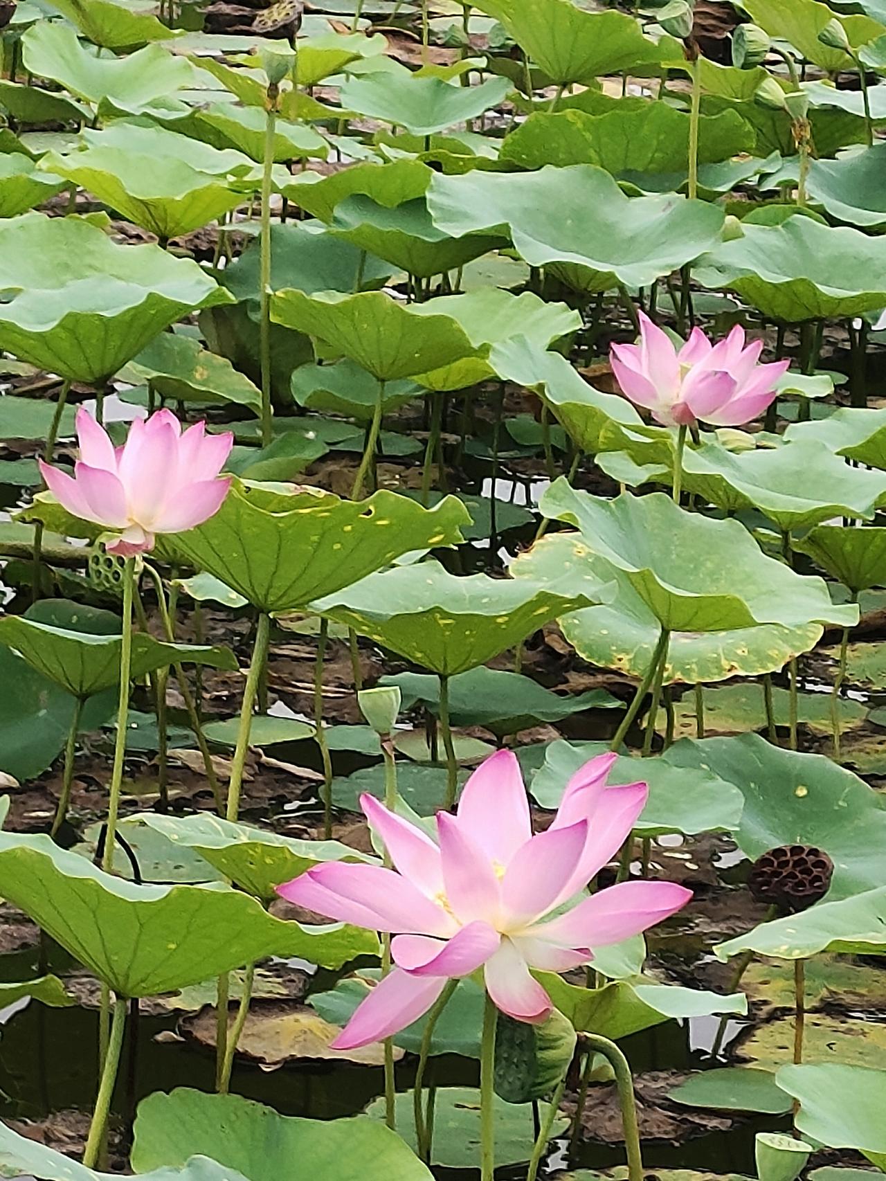 夏日生活打卡季山东滨州新滨公园的荷花。