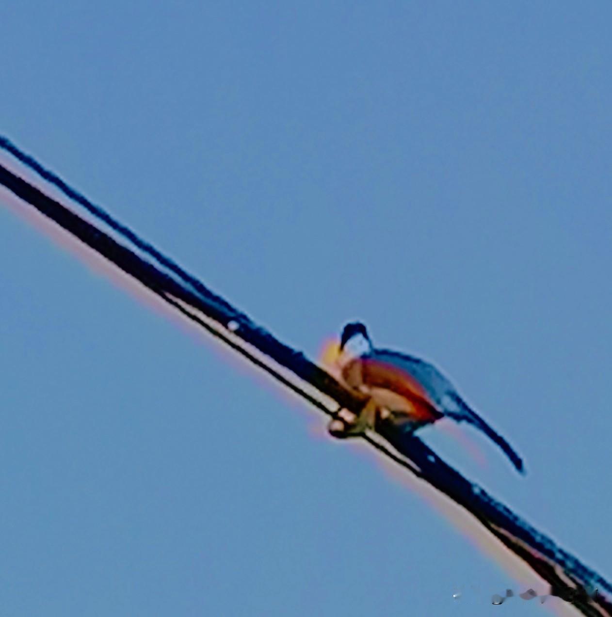 《彩鸟（李林摄于汉中城固》