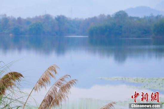 #梁平双桂湖宛如泼墨山水画#12月21日，记者实地探访重庆市梁平区双桂湖国家湿地