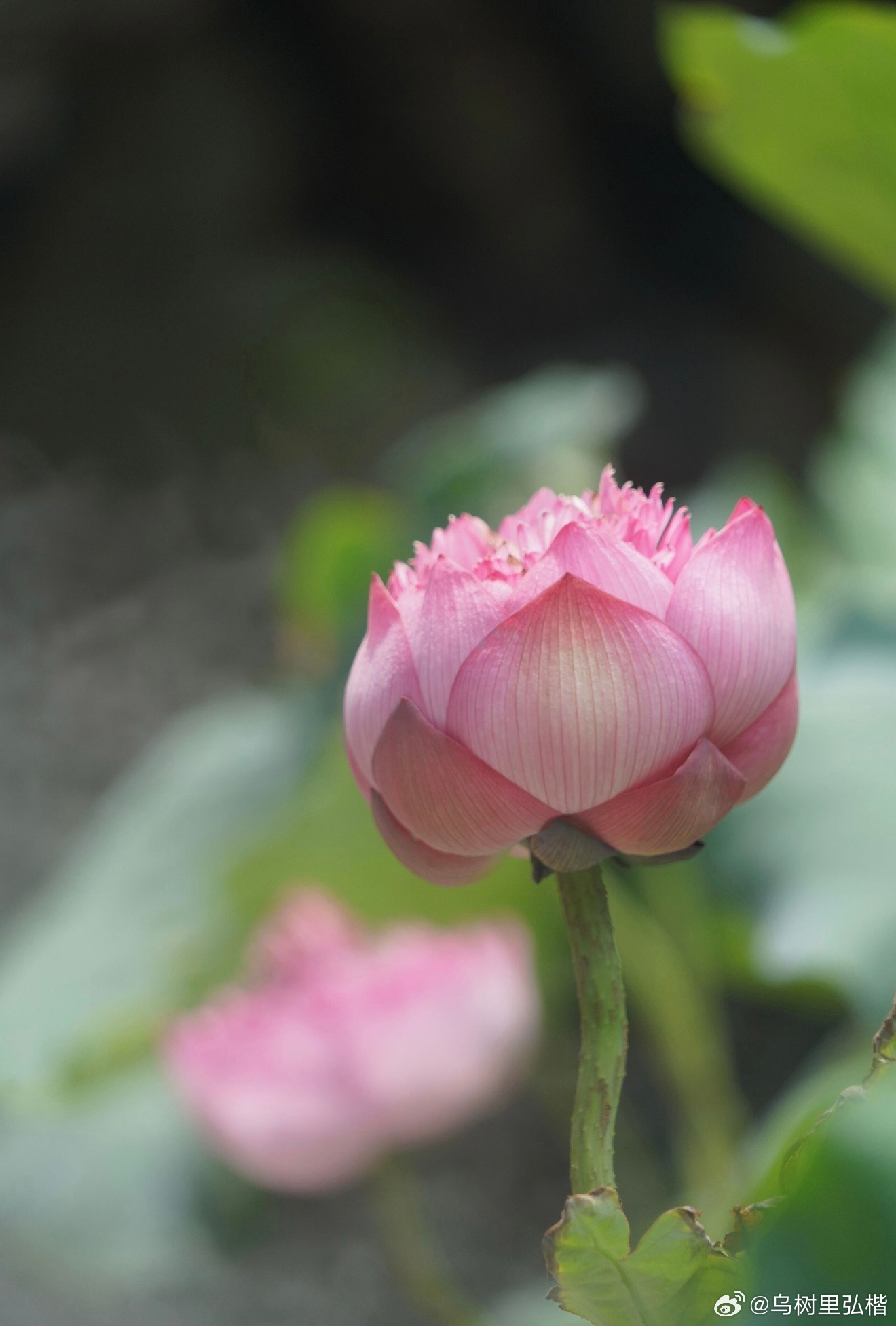 人活到一定年纪，终会慢慢学会与生活和解，把心慢慢安放平稳。从前总爱执着对错，纠结