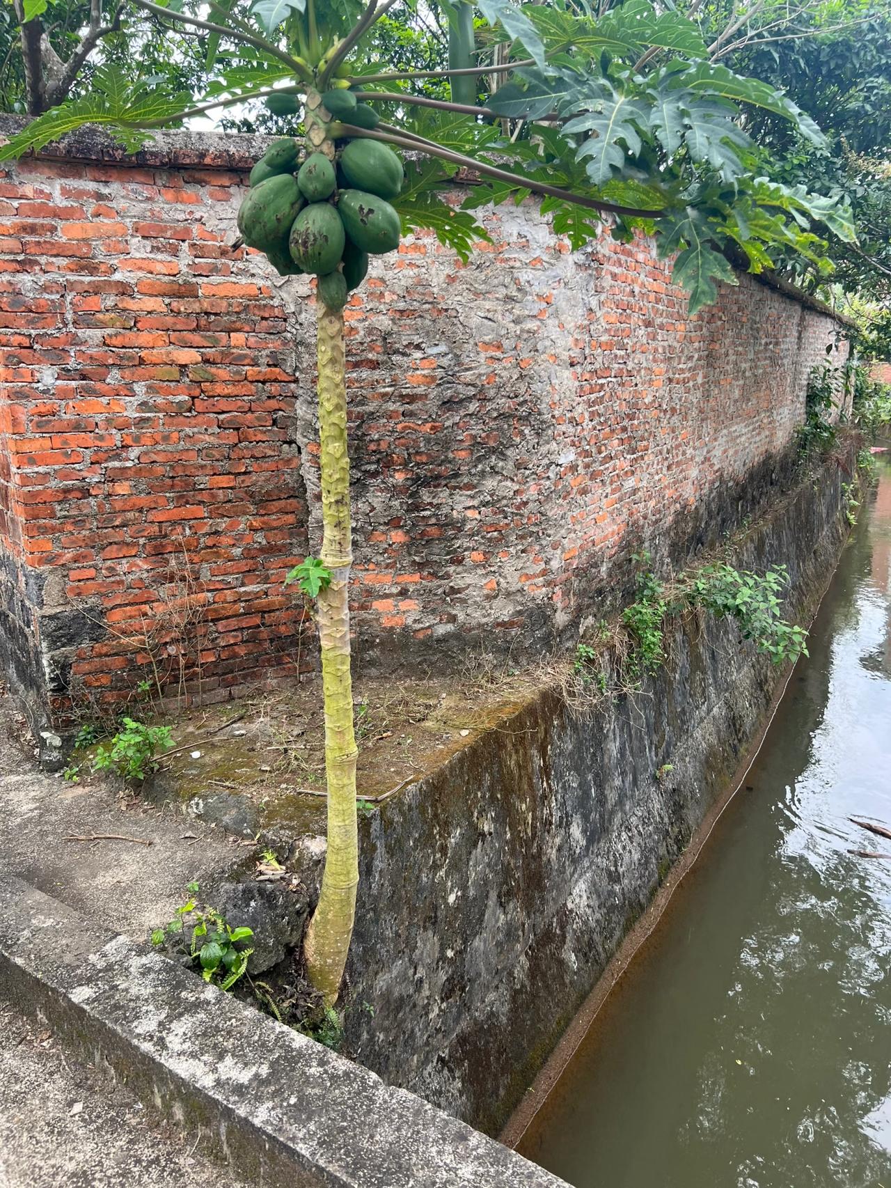 这家伙生命力太顽强了吧？
从墙壁上长出来都已经相当的离谱了，既然还能结这么多果子