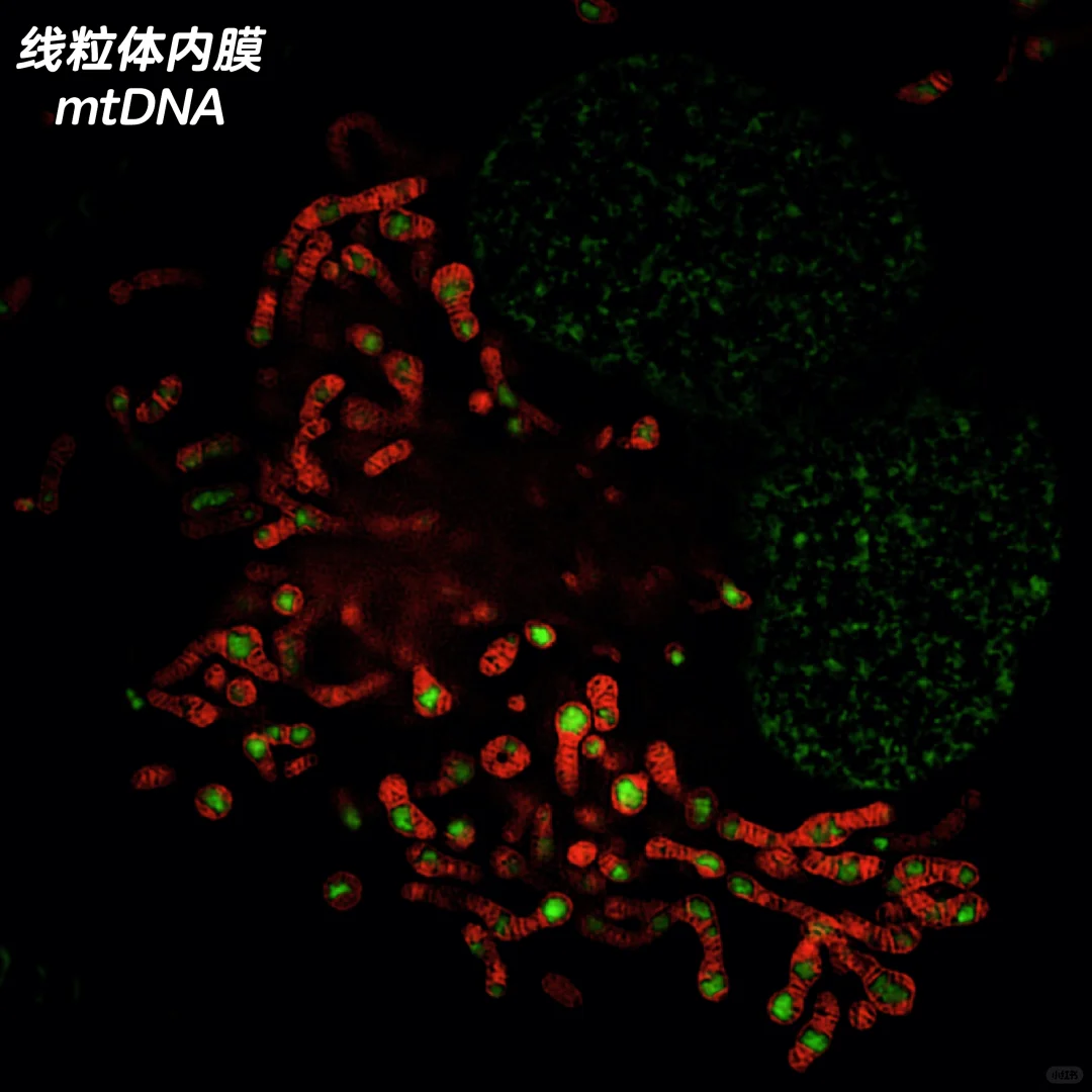 从0开始成像！保姆级线粒体内膜成像指南！