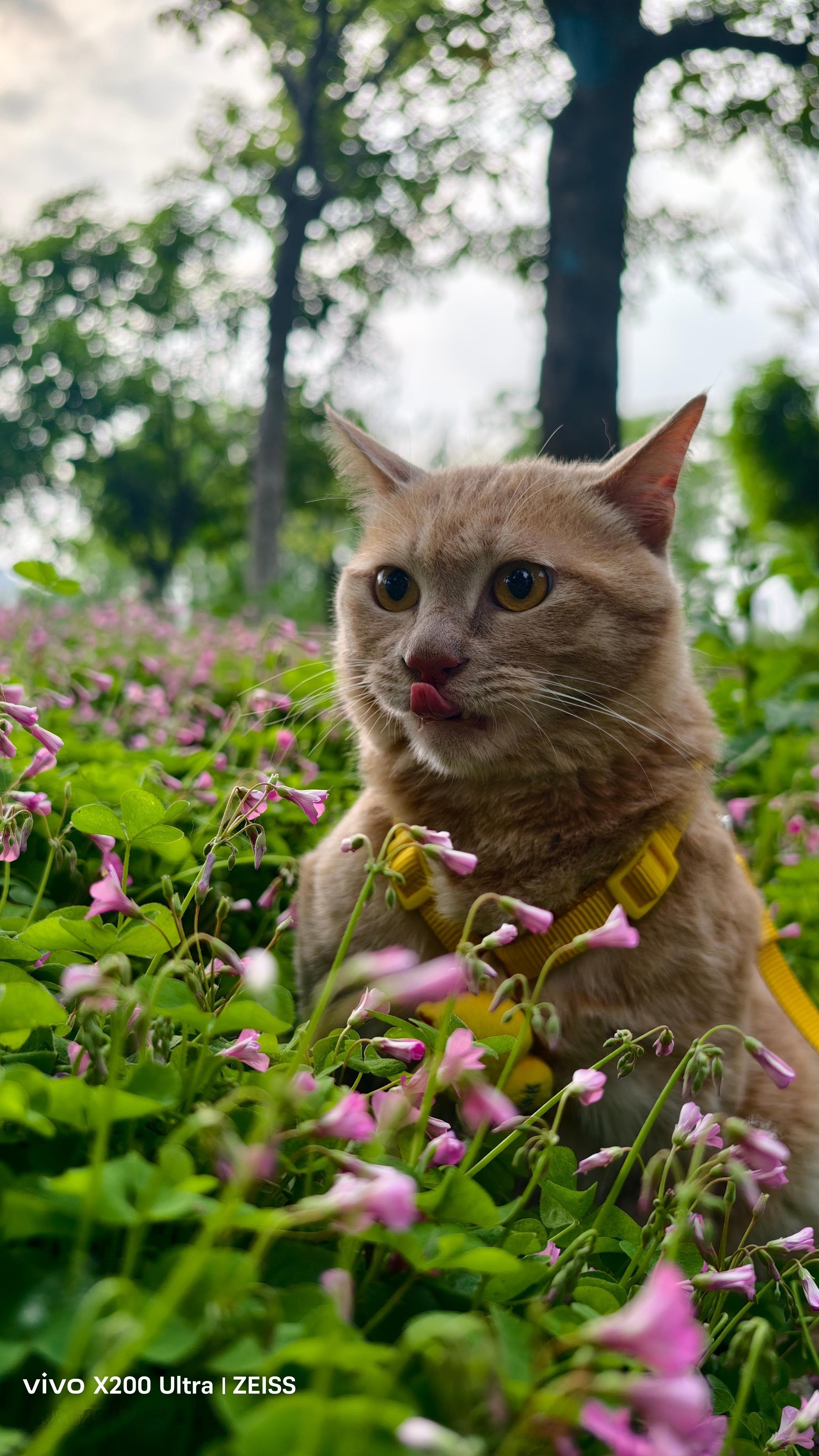 精神小猫说你早～橘子来了早安