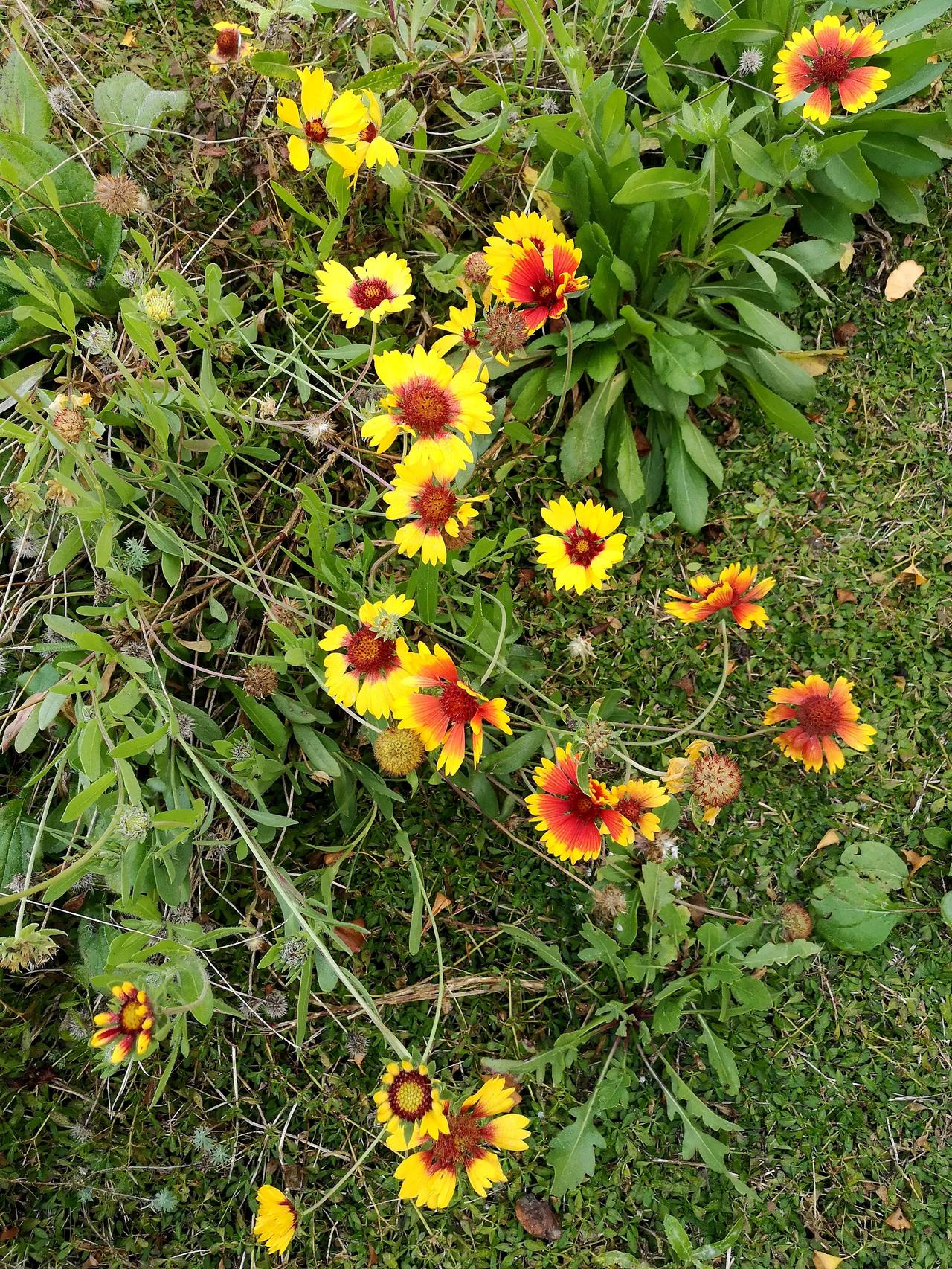 #秋日生活记录#这野菊们跟季节较上劲儿了～[笑][彩虹][微风][烟花]