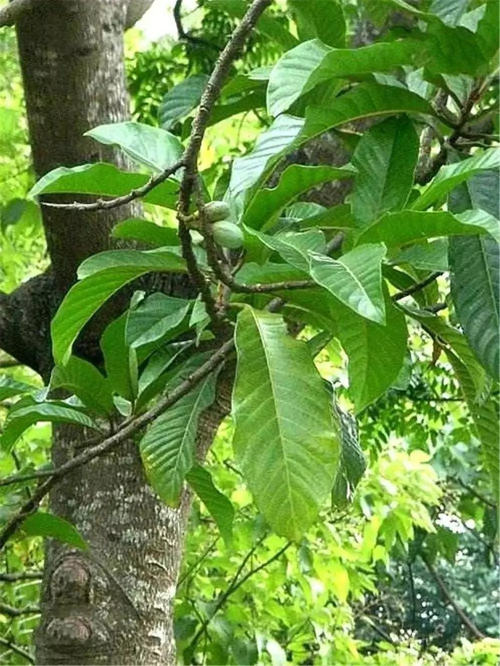 “流血”的海南奇树，

谁能不惊叹大自然的神奇？我将顺着“罕见特性—深层价值—生