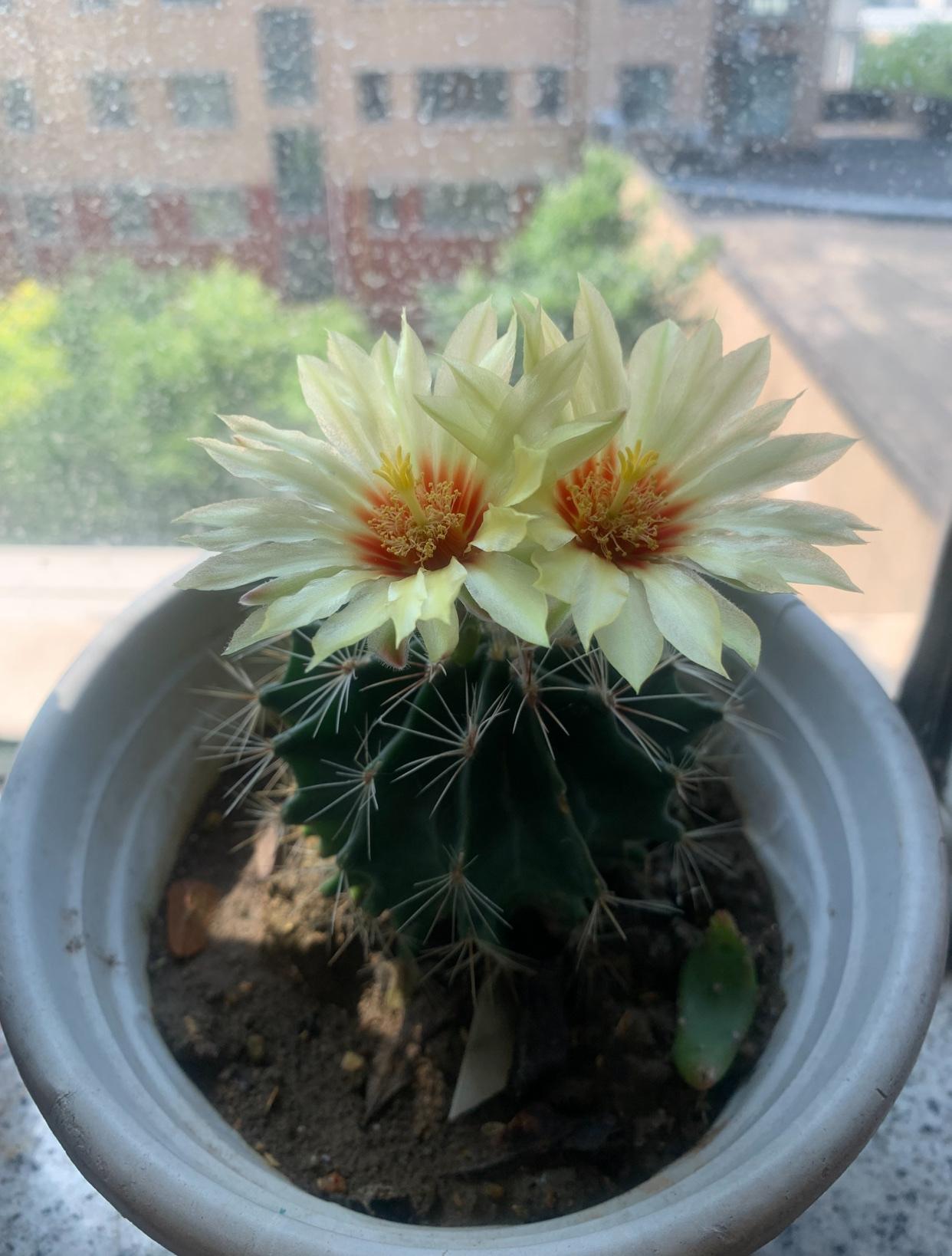 我的仙人球开花了。我这棵仙人球养了三年了，平时我都不怎么管它，挤在那一片花的角落