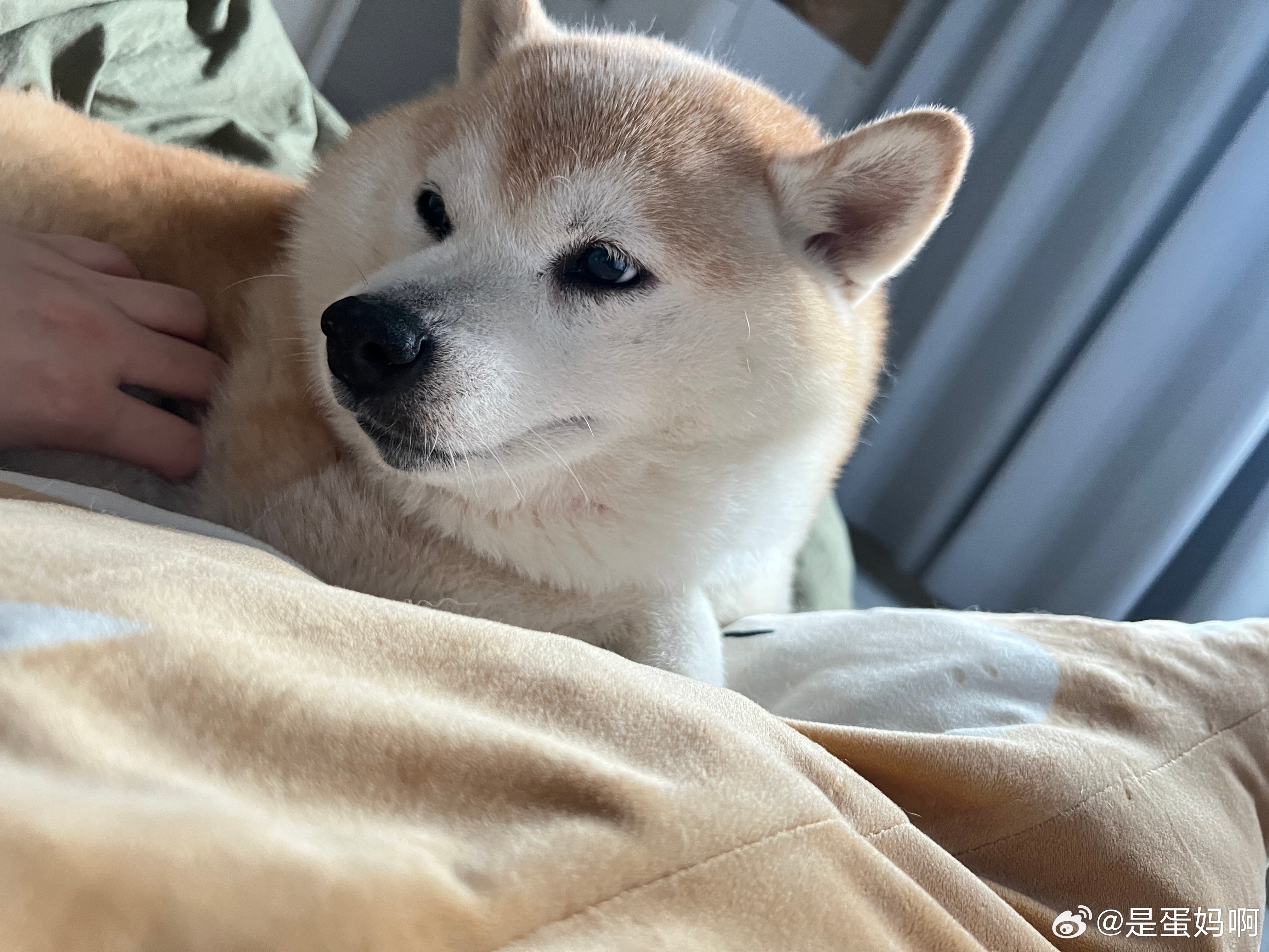 原来狗狗老了也会长白发啊👩🦳 