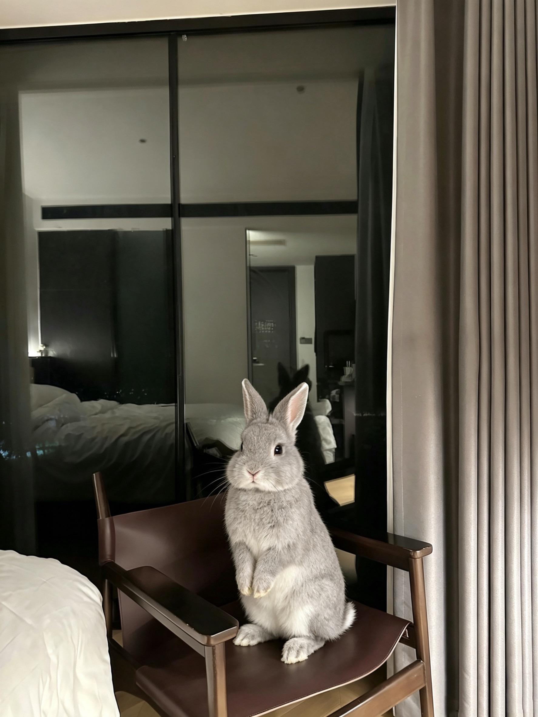 救命变成兔兔了。