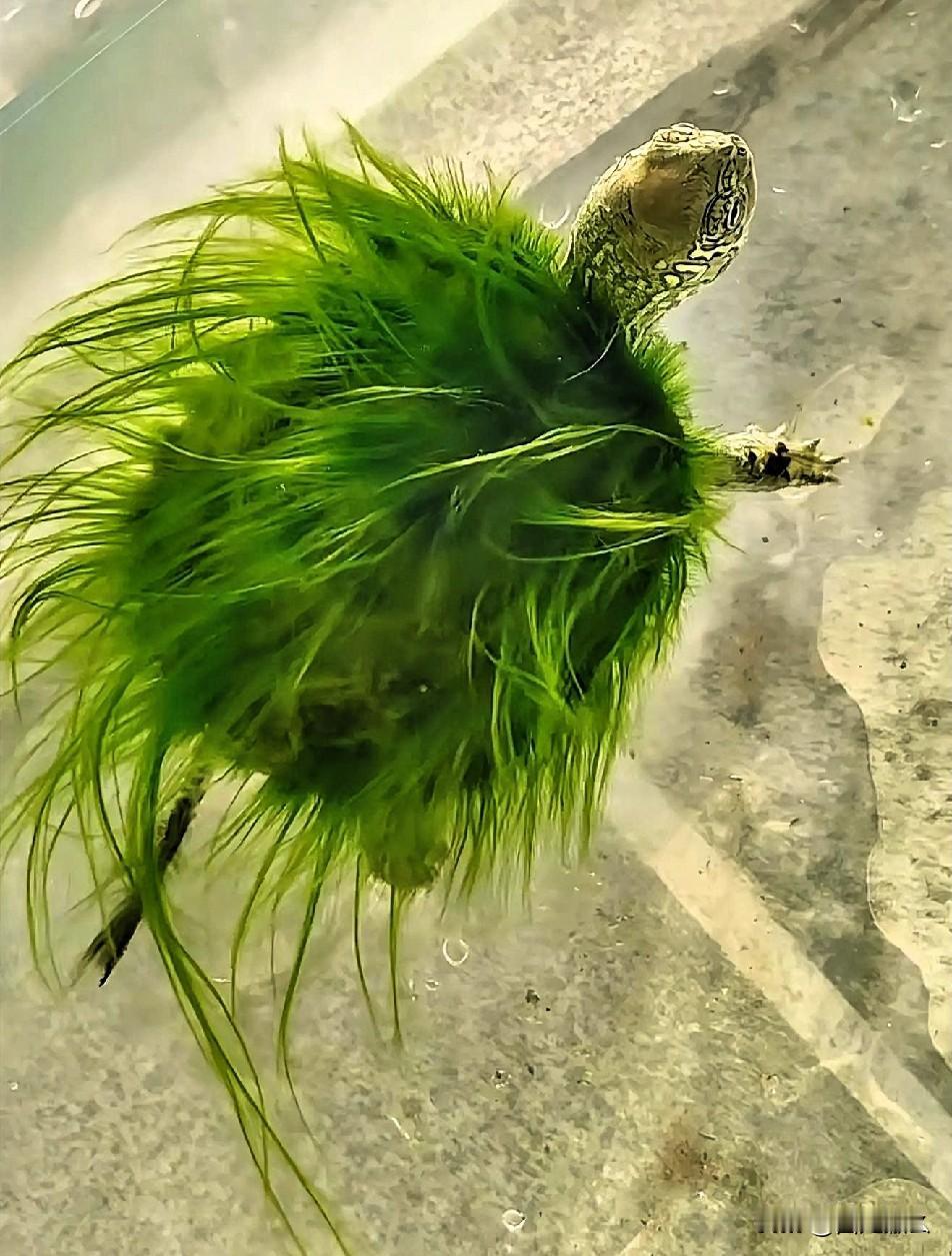 运动带来的健康，永远排在睡眠，情绪，饮食之后！

事实上，过量的运动反而会加速衰