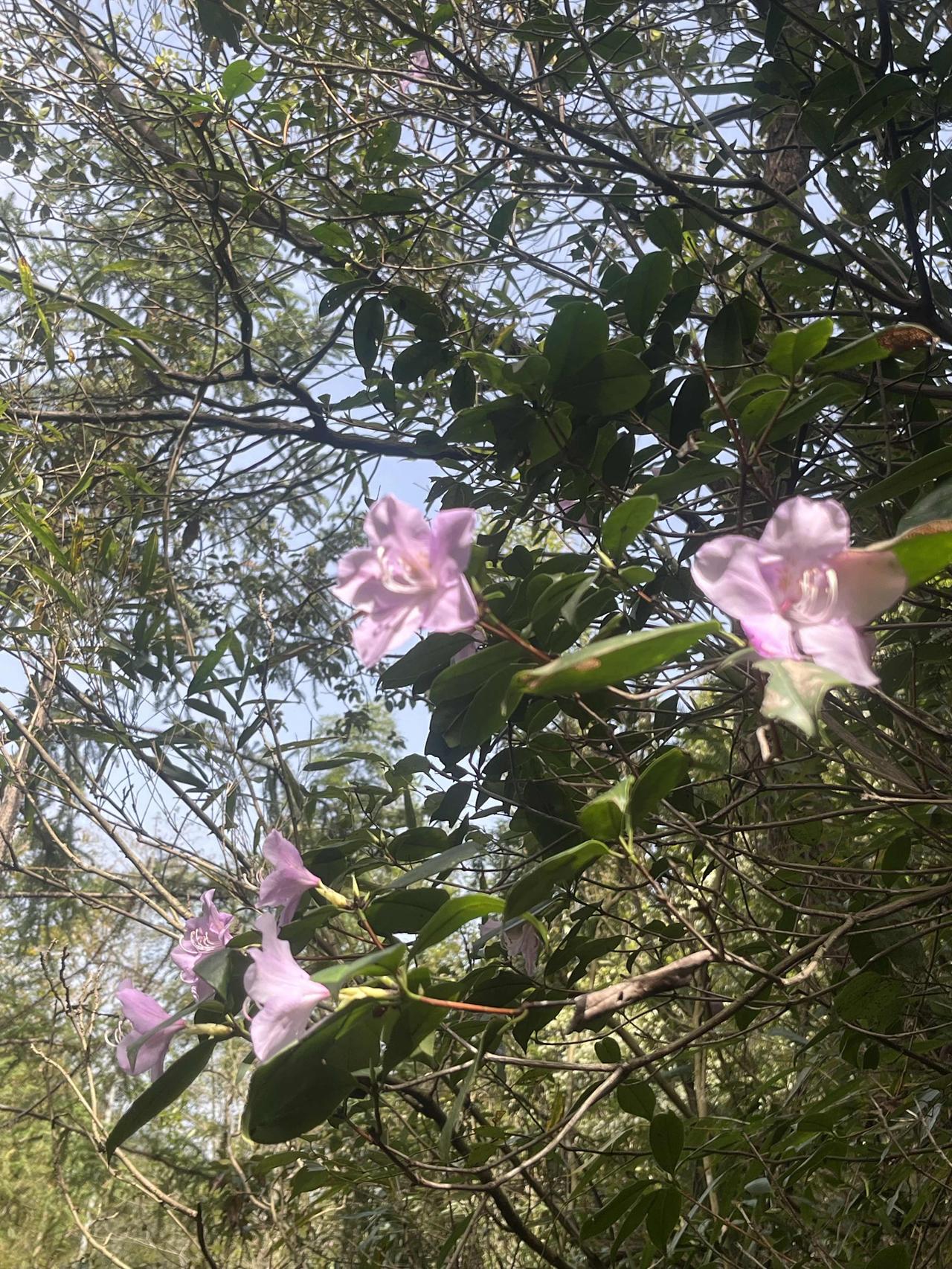 没有灵感了。
今天清明祭祖，天气十分炎热，上午起床还可以穿皮衣，下午就得穿短袖了