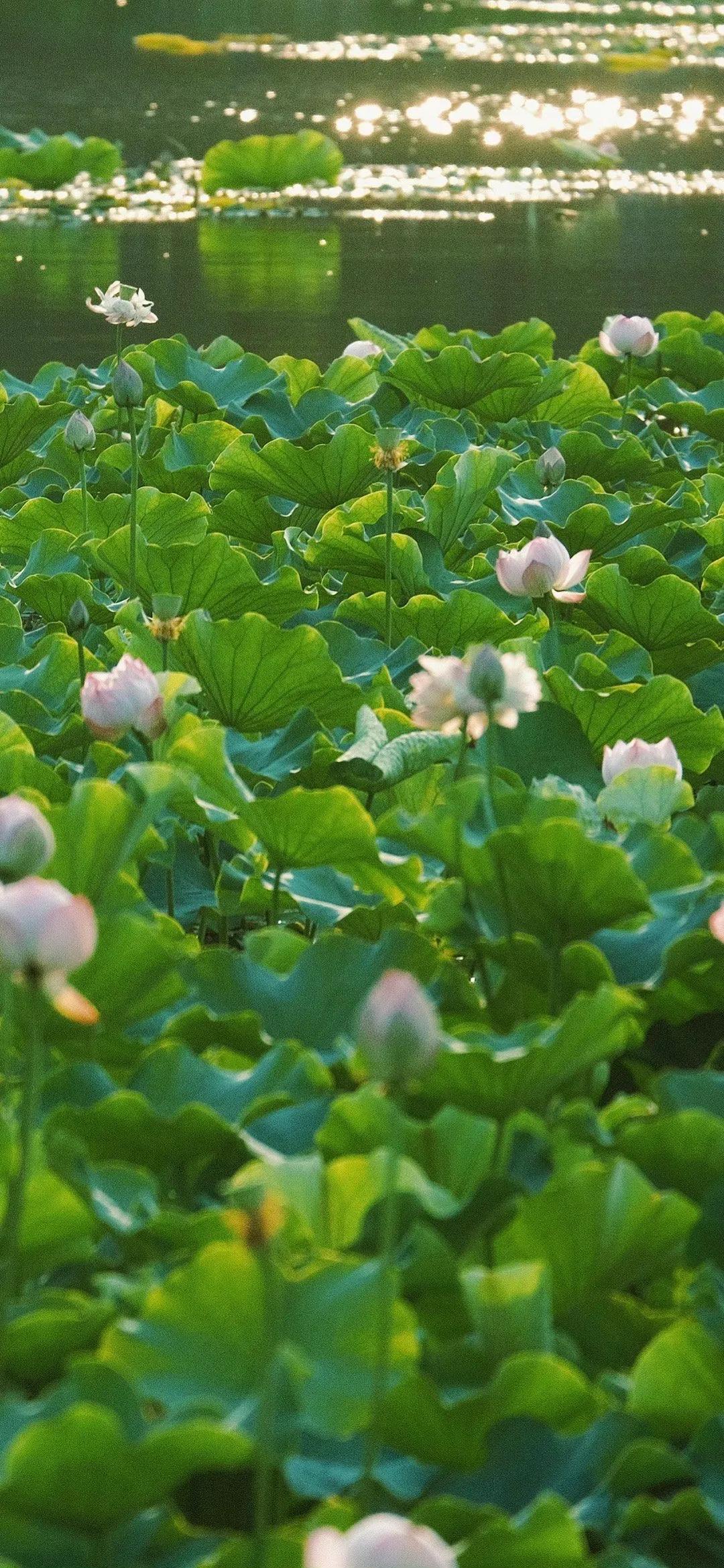 #一张图记录夏日生活#
七律.初夏妙韵
文/袁森林（贵州）

日暖柔风翠柳扬，露