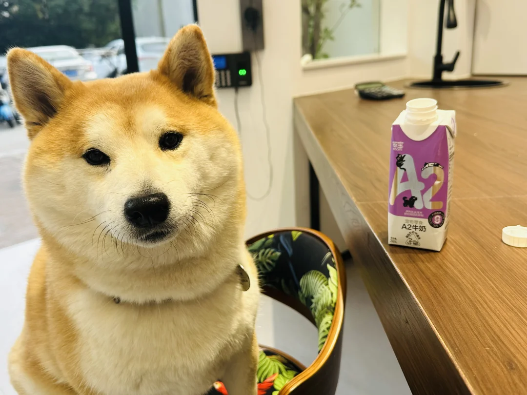 我家胖子的新宠