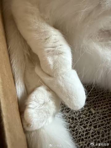 一下子跟掉毛的小猫和解了 不得不说铲屎官们脑洞十足，把随处可见的猫毛加以利用，做