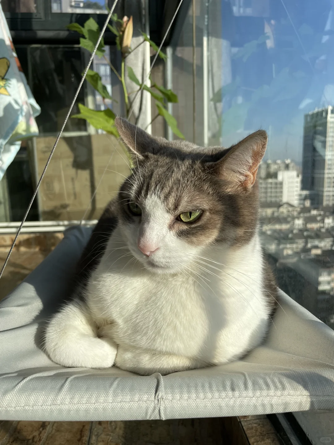 爱晒太阳的小咪