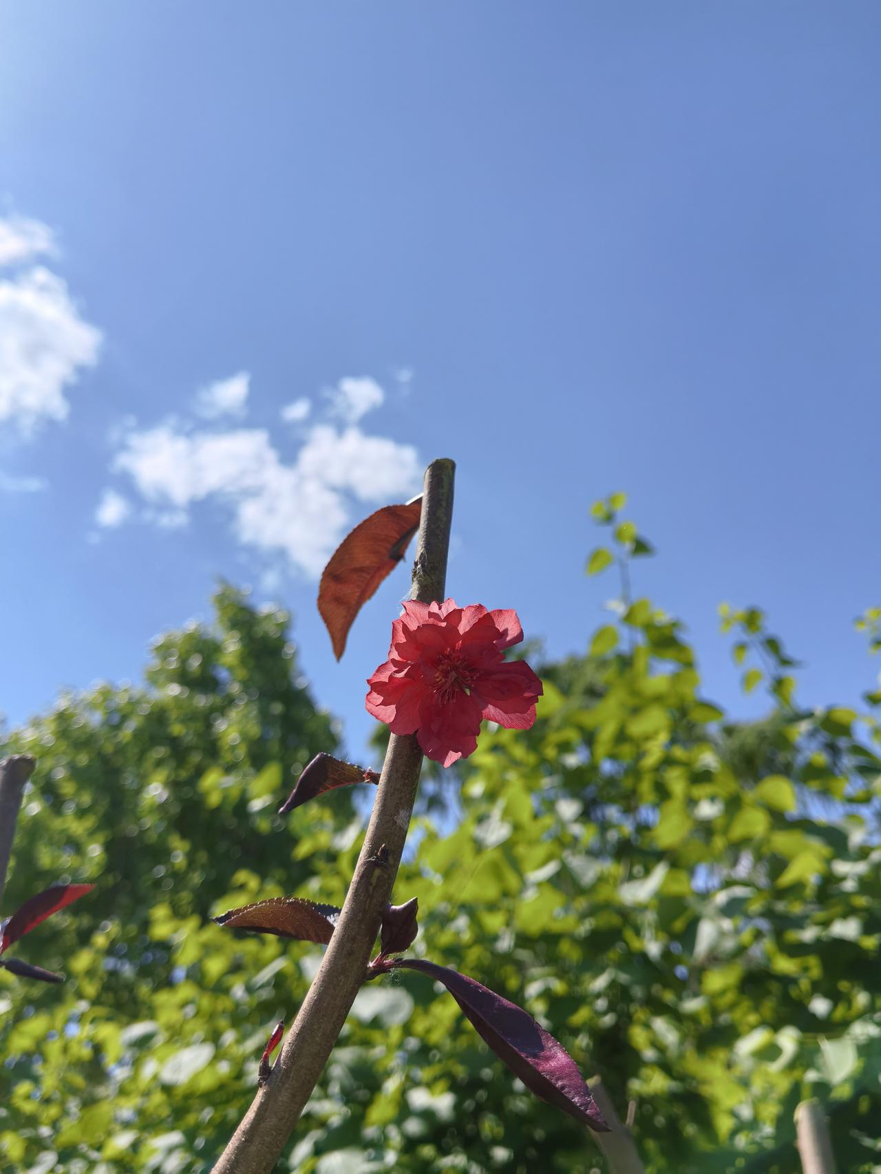 这是昨天在平谷悦景公园拍照的，本来桃花已经开过了，园林师傅把桃树枝条都剪掉了，为