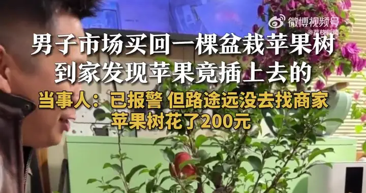 男子买盆栽苹果树 苹果竟是用螺丝固定