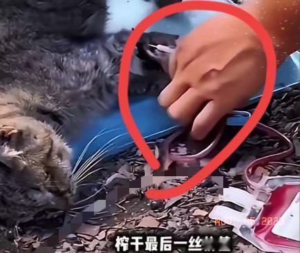 “爱心救助”竟是吸血骗局？
广州这伙人的操作，
比杀猫还让人脊背发凉！

你敢信