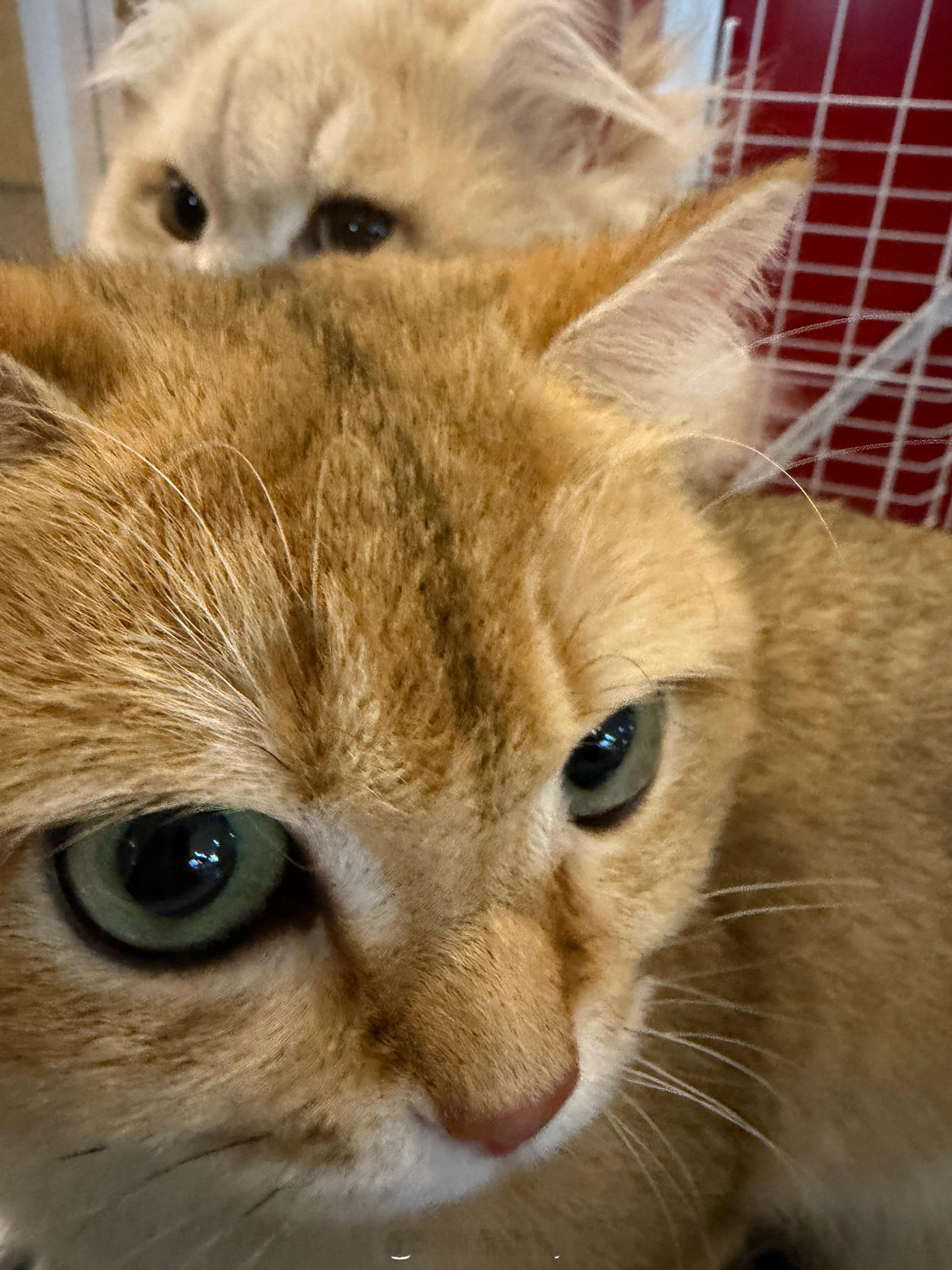 五四青年节 猫猫 