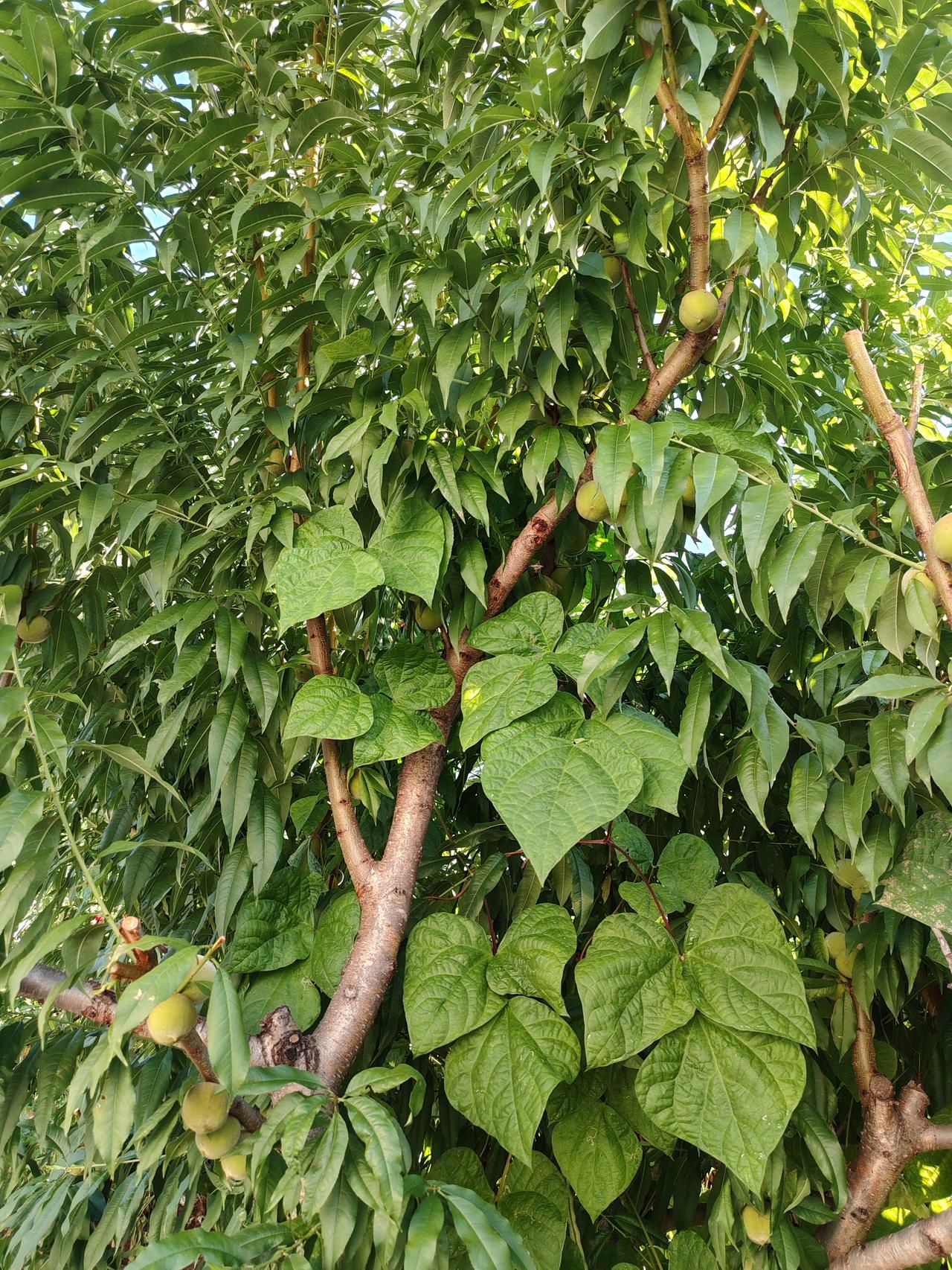 🌳
沙漠中的胡杨，地上部分仅数米高，地下根系却深达二十米。它不急于向上生长，而