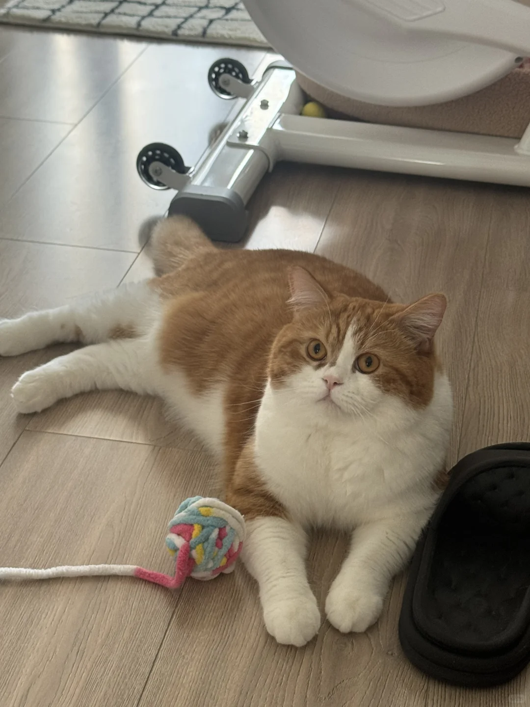 你出去外面看看 别的小猫咪都会自己玩球的