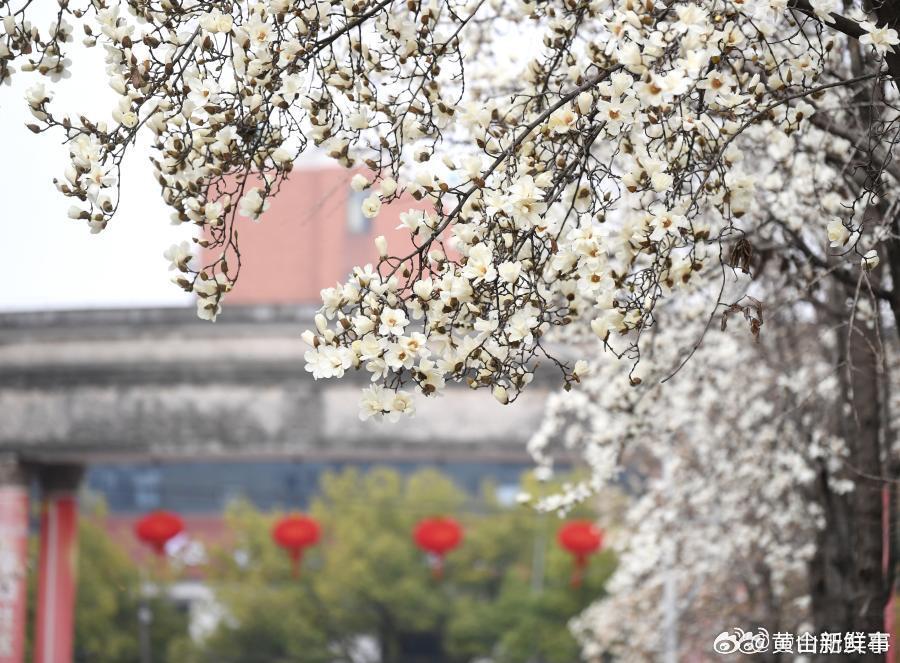 【早春信使香雪海在合肥浪漫上线 】早春三月，气温稳步回升，合肥市多个小区、公园、
