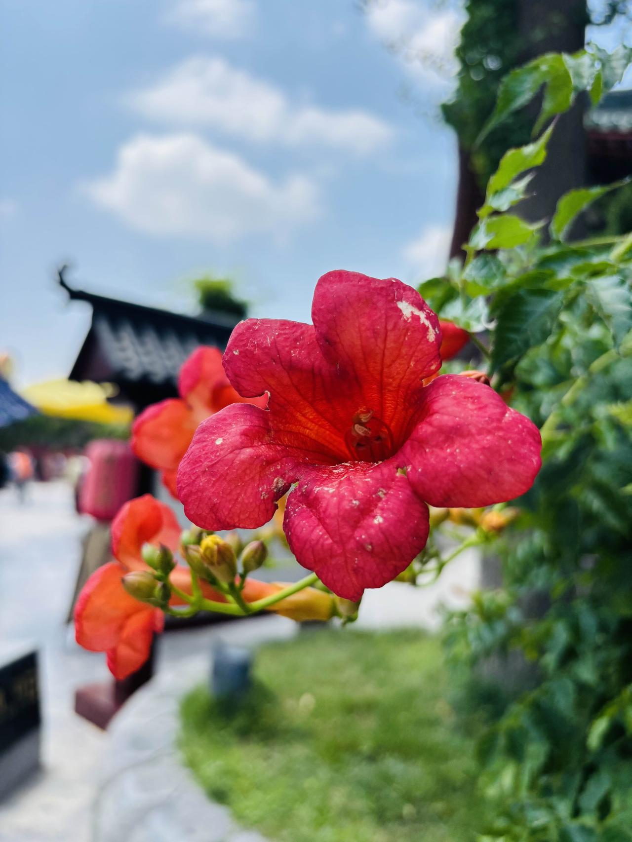 相册里的花花草草在河南旅游拍的鲜花。真的很美！
